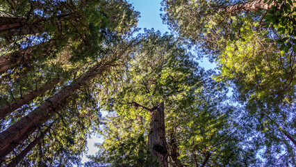 treetops in the forest