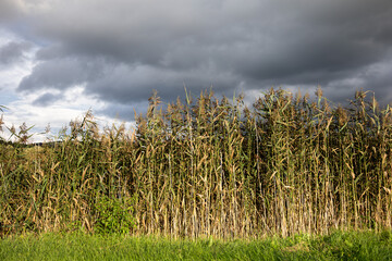 Trzciny nad stawem. © Oktawian