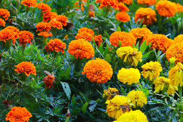 Spring floral background.