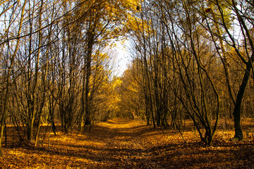 Autumn landscape. Yellow, red, orange and brown leaves. Fall foliage during autumn season with warm sunlight in the forest.