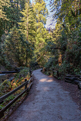 Obraz premium path in the forest