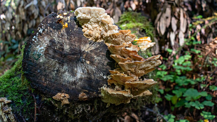 mushrooms in the forest