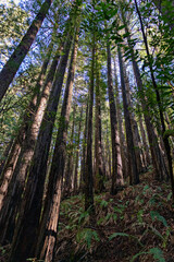 trees in the forest