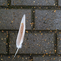Feather with raindrops lies on the sidewalk