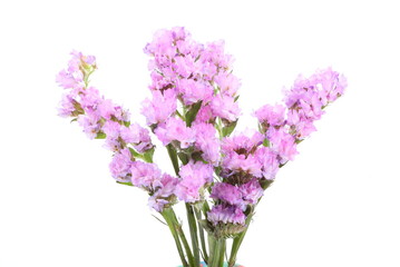 Pink Linonium on white background