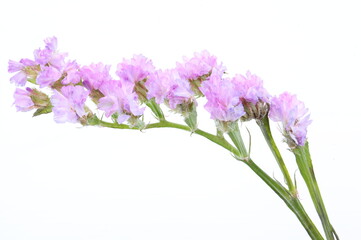 Fototapeta premium Pink Linonium on white background