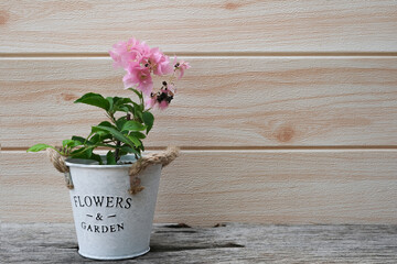 A bougainvillea tree planted in a small pot