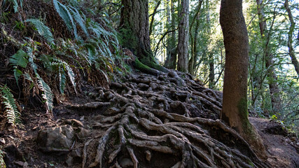 roots and trees in the forest