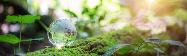 Globe planet glass in green forest with bokeh nature lights. world environment day. concept of environment conservation, protect ecology earth and environmental eco-friendly life banner and copy space - obrazy, fototapety, plakaty