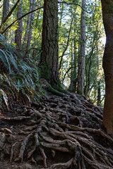 roots and trees in the forest