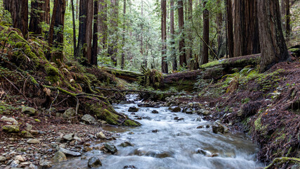 stream in the woods