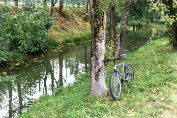 Bicycle stands near a tree growing near the river