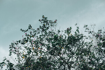 Tree and branches in the sky
