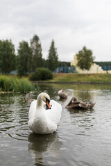 Swans on the lake cleaning their feathers with their beaks