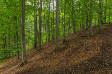 Beech trees growing on moraine hills of the Bukowa Forest, Szczecin, West Pomeranian Voivodeship, Poland, Central Europe