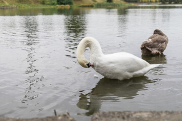 Swans on the lake cleaning their feathers with their beaks