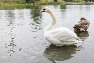 White swan on the lake