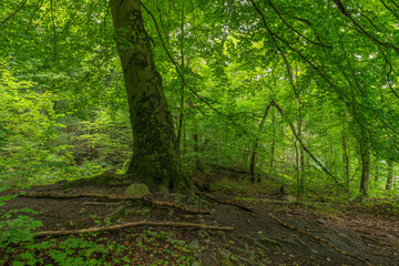 Big Beech Tree in Bukowa Forest Landscape Park, Szczecin, West Pomeranian Voivodeship, Poland, Central Europe