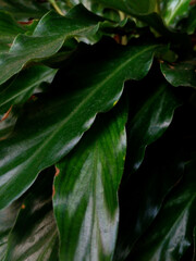 close up of green leaves