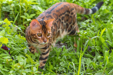 Beautiful young bengal cat in the garden