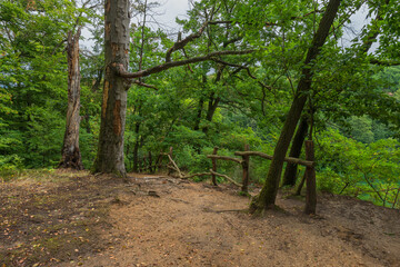 Beech Forest Landscape Park, Szczecin, West Pomeranian Voivodeship, Poland, Central Europe