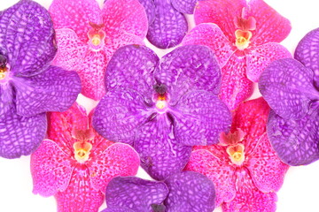 Pink and purple orchid flower isolated on white background