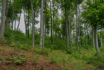 Beech trees growing on moraine hills of the Bukowa Forest, Szczecin, West Pomeranian Voivodeship,...