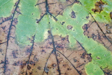 Macro photo of a surface of a withered leaf