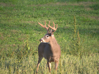 Whitetail deer in the field