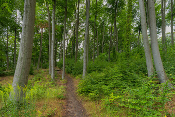 Scenic pathway in Landscape Park Beech Forest, Szczecin, West Pomeranian Voivodeship, Poland, Central Europe