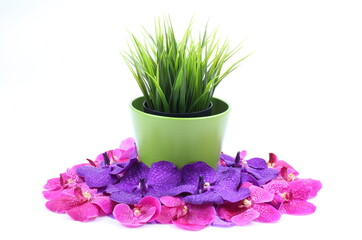The artificial agave in the pot and pink, purple orchid flower on white background