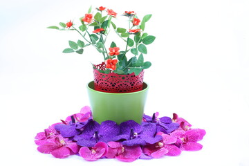 The artificial flower in the pot and pink, purple orchid flower on white background
