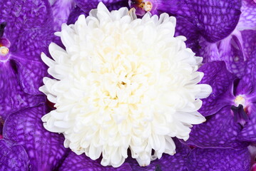 Pink, purple orchid flower and white chrysanthemum background