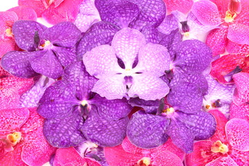 Pink and purple orchid flower as a background