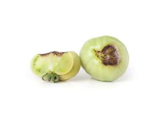 Tomatoes with blossom-end rot. Two unripe green tomato fruits with dark leathery brown spots from a calcium imbalance. Caused by environmental problems like uneven watering or drought. Selective focus