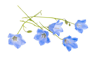 Fototapeta na wymiar Bluebells flowers isolated
