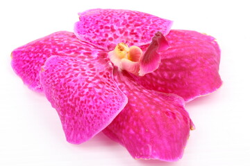Obraz na płótnie Canvas Pink orchid flower isolated on white background