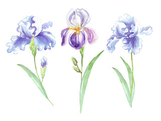 Fototapeta na wymiar Watercolor irises flower. Hand-painted illustration