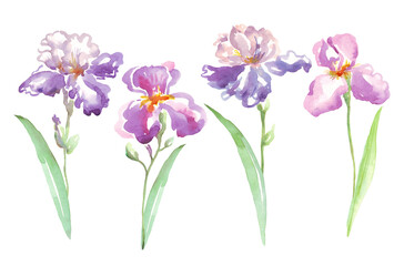 Obraz na płótnie Canvas Watercolor irises flower. Hand-painted illustration