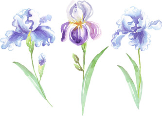 Obraz na płótnie Canvas Watercolor irises flower. Hand-painted illustration