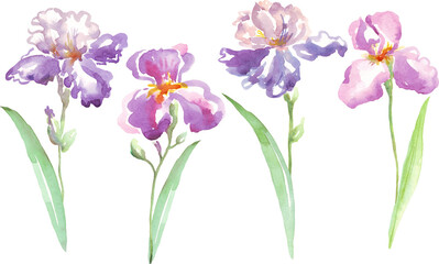 Watercolor irises flower. Hand-painted illustration