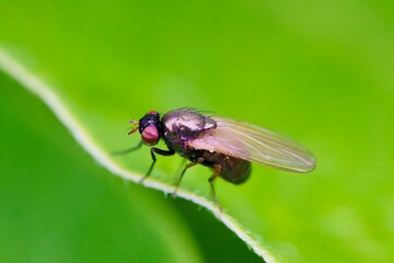 The Lucilia fly is a genus of blow flies, in the family Calliphoridae.