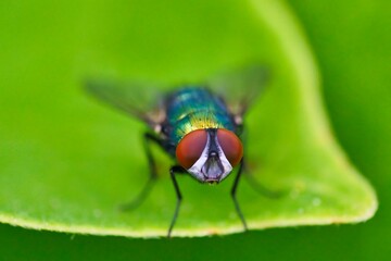 The Lucilia fly is a genus of blow flies, in the family Calliphoridae.