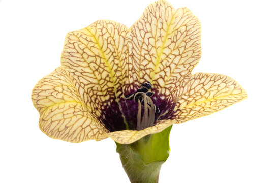 Belladonna flower isolated