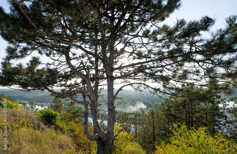 Poster Pine tree on a sunny day