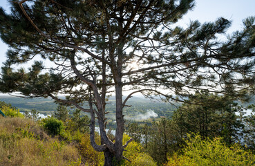 Pine tree on a sunny day