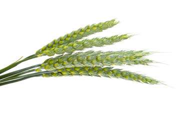 Green ears of wheat isolated