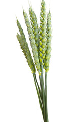 Green ears of wheat isolated