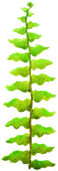 boston fern bostoniensis aurea tropical floral flower leaf green natural nature garden plant foliage watercolor painting tree houseplant illustration design background decoration art pattern - 531458004