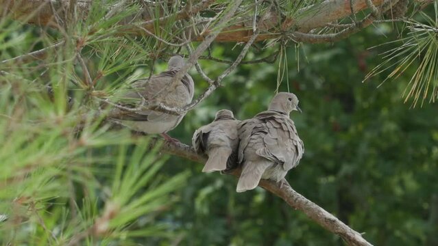 Three grey turtle doves sitting on a pine branch, close-up. The bird family. The concept of ornithology and family values.